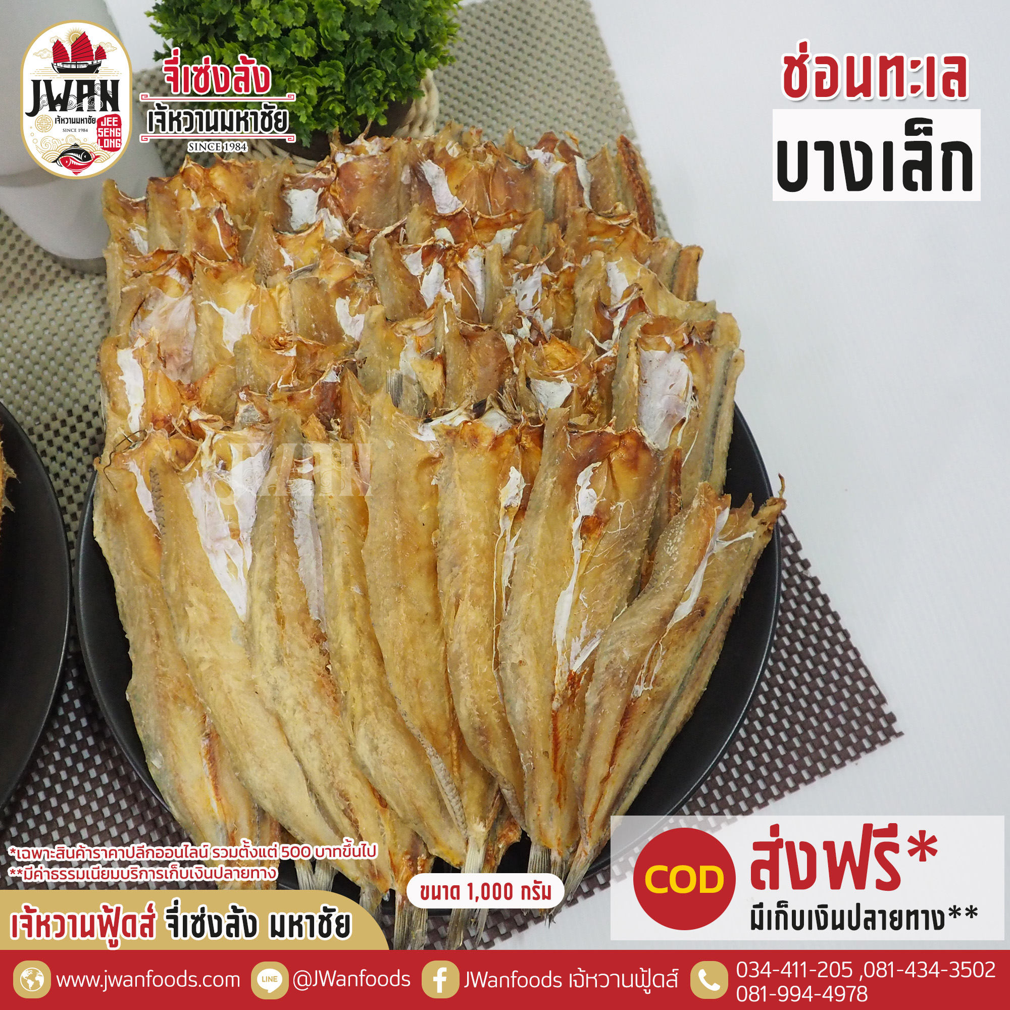 ปลาช่อนทะเลบางเล็ก ณ